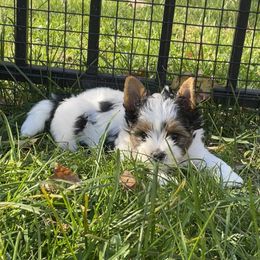 Boy 1 - Biewer Terrier puppy from Happy Valley Biewer Terriers