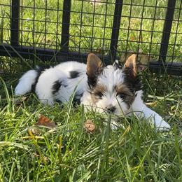 Boy 1 - Biewer Terrier puppy from Happy Valley Biewer Terriers