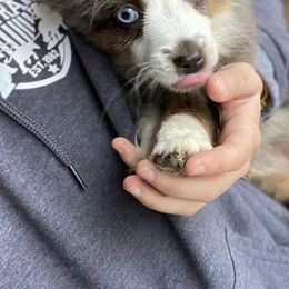 Toy Australian Shepherds from West Coast Toy Aussies