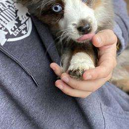 Toy Australian Shepherds from West Coast Toy Aussies