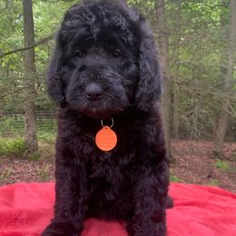 Roxy - Black female Goldendoodle puppy in New Ringgold, Pennsylvania from Hawk Mountain Doodles