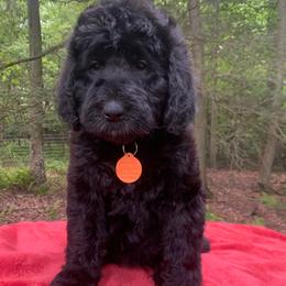 Roxy - Black female Goldendoodle puppy in New Ringgold, Pennsylvania from Hawk Mountain Doodles