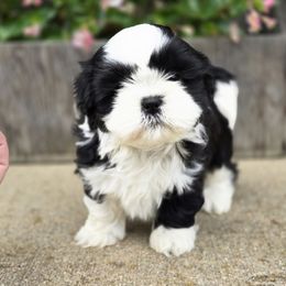 Abby - Black and white female Shih Tzu puppy in Mountain Grove, Missouri from Precious Puppies