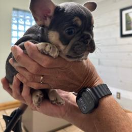 Storm - Blue female French Bulldog puppy in Indianapolis, Indiana from McDaniel Farm and Fowl