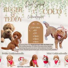 Upcoming Litter pick 3 - Red  male Goldendoodle puppy in Hopkins County, Texas from Boutique Doodles