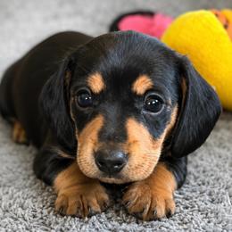 Baxter - Black and tan male Dachshund puppy in Salem, Oregon from Longdox Mini Dachshunds