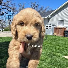 Prada - Apricot female Goldendoodle puppy in Red Oak, Iowa from Fisher Pups-Stay Golden with a Doodle
