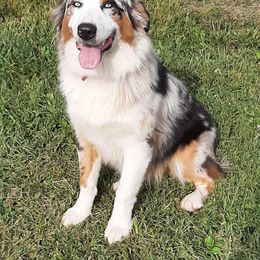 Australian Shepherd All Grown Up from Raven Creek Farms