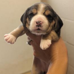 Nellie - Black tan and white female Beagle puppy in Baltimore, Maryland from Country Acres Farm
