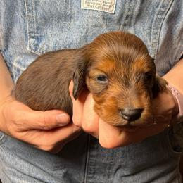 Shaded Red Male - Red male Dachshund puppy in Santa Rosa, California from Signature Mini Dachshunds