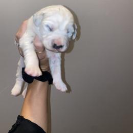Dalmatian Puppies from Clarks 101 Dalmatians