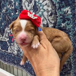 Fresca - Red  female Goldendoodle puppy in Macon County, North Carolina from Mountain Doodles