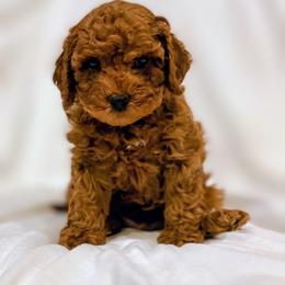 King - Red male Cockapoo puppy in Utica, Ohio from Poodle Me Crazy