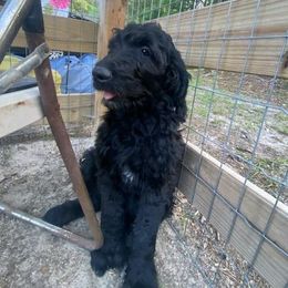 Cockapoo, Double Doodle, Goldendoodle, Poodle, and Shihpoo Puppies from Peace, Love, and Puppies at the Creek