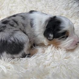 Dally - Blue merle male Australian Shepherd puppy in Olivehurst, California from Double M Aussies