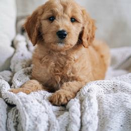 White collar girl - Belle - Red  female Goldendoodle puppy in Duncan, South Carolina from Abner Creek Poodles & Doodles