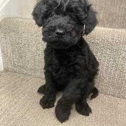 Donny - Black male Yorkipoo puppy in Stafford, Virginia from Morris Doodles Virginia