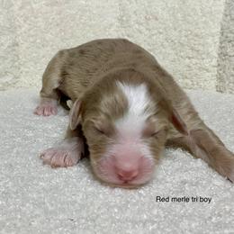 Brown merle - male Australian Mountain Doodle puppy in Blue Springs, Missouri from Jeanie’s Doodles