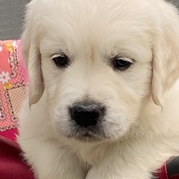 Boy 3 - Light golden Golden Retriever puppy in Allendale, Michigan from Teresa Stevens