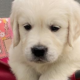 Boy 3 - Light golden Golden Retriever puppy in Allendale, Michigan from Teresa Stevens