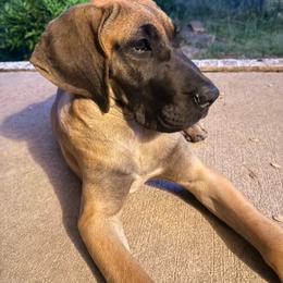 Brown Sugar - Fawn female Great Dane puppy in Jerusalem, Arkansas from Mara Danes