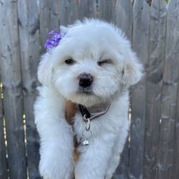 Havanese Puppies from Happy Havanese NJ