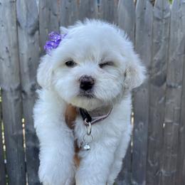 Havanese Puppies from Happy Havanese NJ