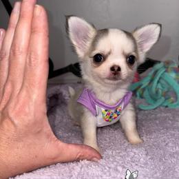 Margo 8,000 - Sable spotted white female Chihuahua puppy in Naples, Florida from Naples Tiny Dogs