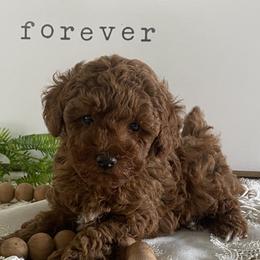 Ozzy - Red  male Poodle puppy in Lagrange, Indiana from Heavn Sent Acres