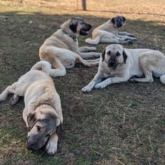 Kangals from Black Locust Katahdins