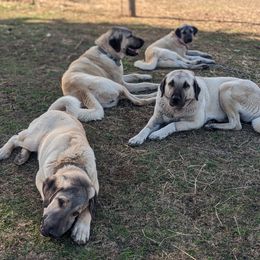 Kangals from Black Locust Katahdins