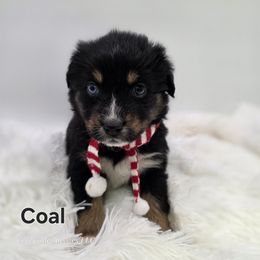 Coal - Black tri-color male Australian Shepherd puppy in Annville, Pennsylvania from Creekside Aussies LLC
