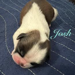Josh - Gold and white male Shih Tzu puppy in Hemet, California from Aloha Shih Tzu