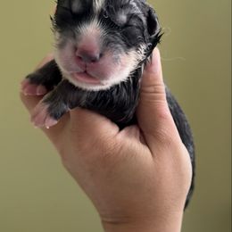 Stone - Gray and white male Siberian Husky puppy in Florence, Kentucky from Moonlight Howl Huskies