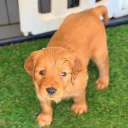 Burgundy - Dark golden male Golden Retriever puppy in Smithfield, Utah from Golden Palms Puppies