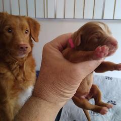 Nova Scotia Duck Tolling Retrievers from Sunrise Tollers