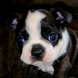 Boston Terriers from Joey Muller