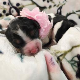 Tulip - Tri-color female Cavapoo puppy in Roseville, California from Heavenly Goldendoodles