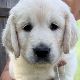 Miss Mint - Light golden female Golden Retriever puppy in Rochester, Minnesota from Neitzke Ranch Goldens