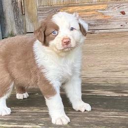 Baylor - Red tri-color male Australian Shepherd puppy in Statesville, North Carolina from Charming Australian Shepherds