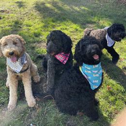 Goldendoodle Puppies from Dream Lake Doodles