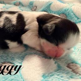 Zig zag aka Ziggy - Black and white male Shih Tzu puppy in Hemet, California from Aloha Shih Tzu
