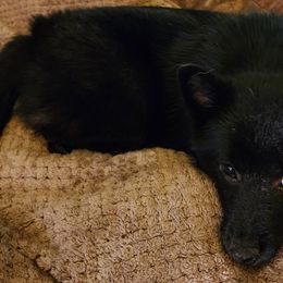 MJ (Michael Jackson for his one white paw) - Black Schipperke puppy in Seymour, Missouri from Delilah's Schipperkes
