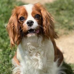 Scarlet - Cavalier King Charles Spaniel