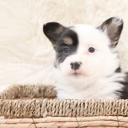 American Corgi Puppies from Diamond Corgis