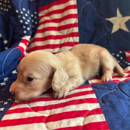 George Washington - Cream male Dachshund puppy in Summertown, Tennessee from The Dapper Dachshund