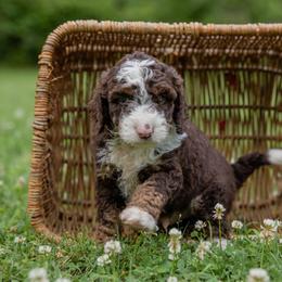 Aussiedoodle Puppies from Amos and Oak Doodles
