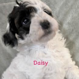Girl 2 Daisy - Parti female Goldendoodle puppy in Kearneysville, West Virginia from Daydreamer
