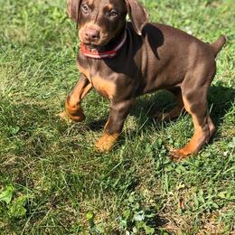 Doberman Pinscher Puppies from Jensen Dobermans