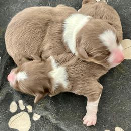 Red tri M - Red tri-color male Australian Shepherd puppy in Cotati, California from Tried and True Aussies
